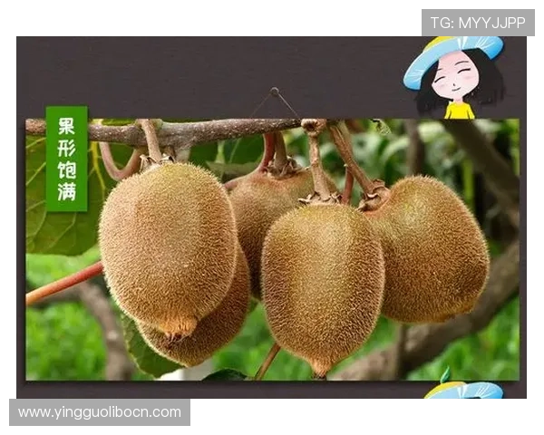 奇异果体育旗舰厅官方地址官方入口导航,提供最全的奇异果体育最新官方地址信息 奇异果体育旗舰厅官方地址官方入口导航,提供最全的奇异果体育最新官方地址信息